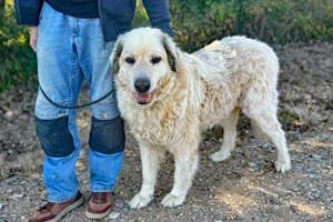 Zorro sucht ein Rentnerplätzchen Bild 5