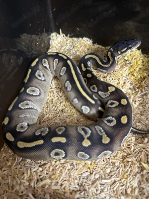 königspython Black Head Mojave