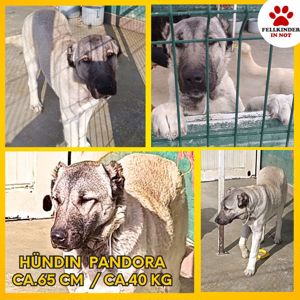 Pandora Kangal Mischling Hündin Junghund sucht Zuhause oder Pflegestelle