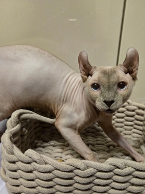 Sphynx Elf Deckkater mit Stammbaum und Schnurrhaaren