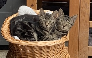 Katzenkinder suchen ein gemeinsames liebevolles Zuhause in Wohnungshaltung 