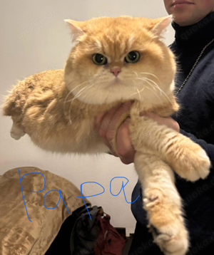 Deckkater    Nicht zum verkaufen   Bild 2