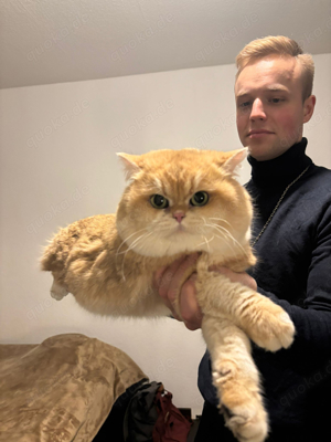 Deckkater    Nicht zum verkaufen   Bild 3