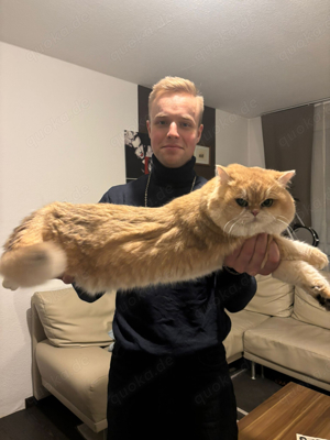 Deckkater  