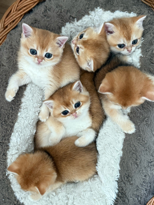 Deckkater    Nicht zum verkaufen   Bild 6