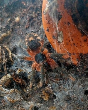 Vogelspinne Davus panama Weibchen
