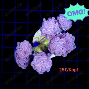 Euphyllia Parancora lila pink Korallen Meerwasser 