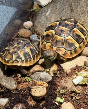  Griechische Landschildkröte (THB) - Nachzucht 2024