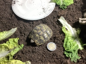 Griechische Landschildkröte Thb