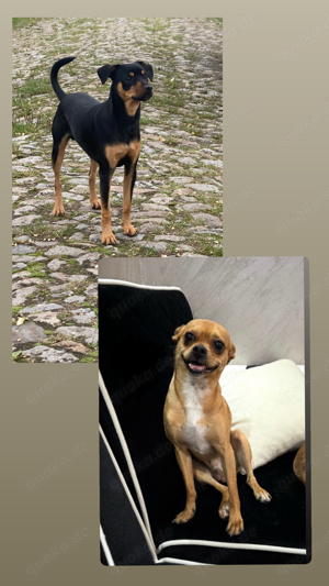 läufig