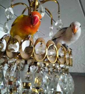 Unzertrennliche, Agaporniden, Lowe Bird, 