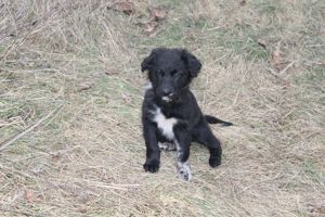 Nur noch einer unserer Aussie-Bernedoodle Welpen sucht seine Menschen für's Leben. Doodle   Welpen Bild 2