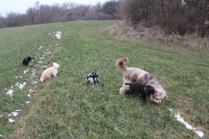 Nur noch einer unserer Aussie-Bernedoodle Welpen sucht seine Menschen für's Leben. Doodle   Welpen Bild 8