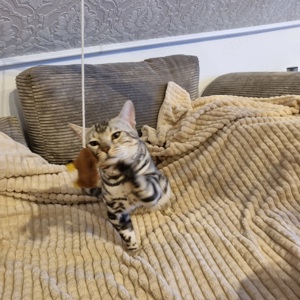 Reinrassiger hüpscher Bengalkater 