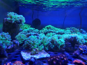 Euphyllia Froschlaich Grün 