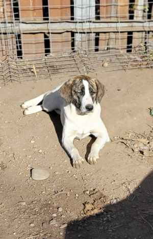 Chestnut braucht liebe Adoptanten