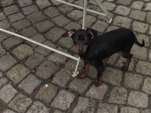 zwergpinscher welpen zu verkaufen
