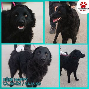 Happy kroatischer Schäferhund Mischling Rüde Junghund sucht Zuhause oder Pflegestelle