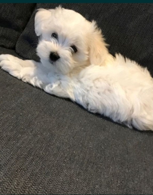Varkaufe Bischon Maltese