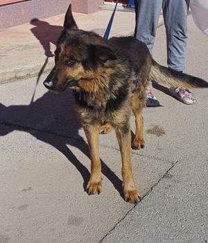 Cher deutscher Schäferhund Mischling Hündin sucht Zuhause oder Pflegestelle Bild 2