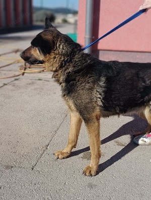 Cher deutscher Schäferhund Mischling Hündin sucht Zuhause oder Pflegestelle Bild 4