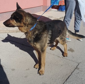 Cher deutscher Schäferhund Mischling Hündin sucht Zuhause oder Pflegestelle Bild 5