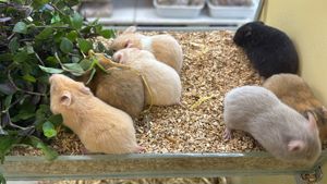 Junge Goldhamster