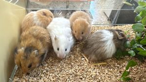 Teddyhamster Jungtiere