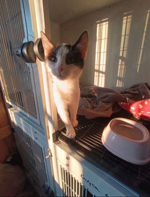 Katze Calin sucht Zuhause mit Freigang Bild 2