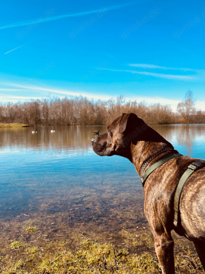 Boxer mischling