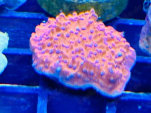 Ableger Montipora foliosa rot