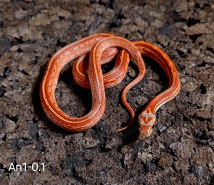Blood Tessera Pied