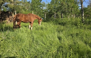 Offenstallplatz für 1Kleinpferde Wallach frei  67454 Hassloch