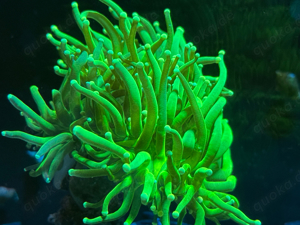 Euphyllia Glabrescens Torch