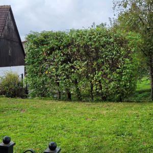 Heckenschnitt    Wurzelstockfräsen   Fällung   Häckseln Bild 4