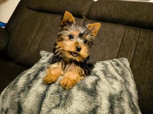 Yorkshire Terrier Hündin Pap  Chip