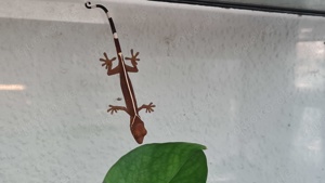 Gekko Vittatus, Streifengeckos