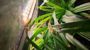 Jungferngecko, Lepidodactylus lugubris