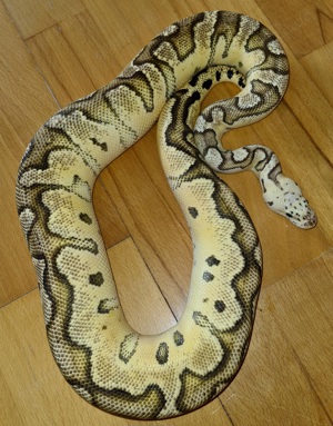 Vanilla Gravel Clown 0.1 Königspython , python regius