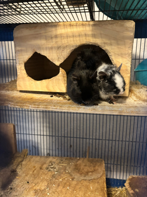 Degu Jungs