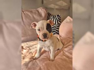 Old Englische bulldog 