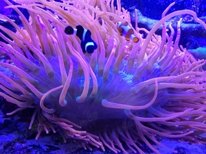 Entacmaea quadricolor - Sunburst - Kupferanemone NZ 