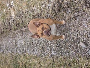 American bully pocket Hündin 