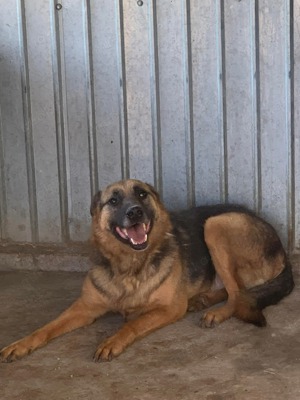 SOS Gnadenplatz für Lucky gesucht  Bild 5