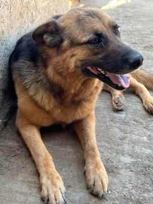 SOS Gnadenplatz für Lucky gesucht  Bild 4