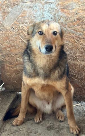 SOS Gnadenplatz für Lucky gesucht  Bild 2