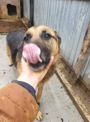 SOS Gnadenplatz für Lucky gesucht  Bild 3