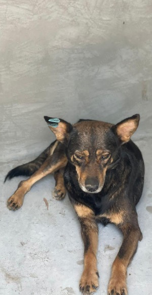 SOS Gnadenplatz für Lady gesucht  Bild 2