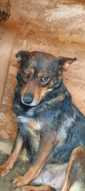 SOS Gnadenplatz für Lady gesucht  Bild 3