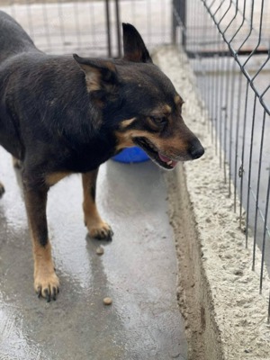 SOS Gnadenplatz für Lady gesucht  Bild 4
